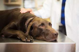 brown lab feeling sick while laying on the table at the vet office