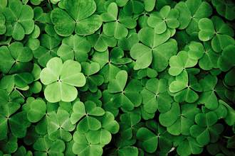 bunch of green clover
