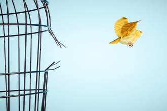 canary escapes from bird cage