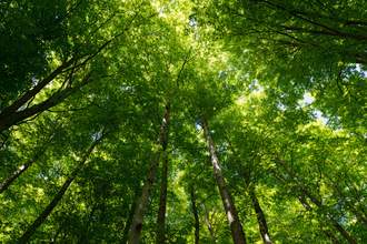 canopy of trees