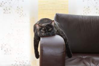 cat draped over arm of couch