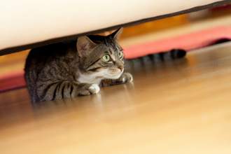 cat hiding under couch