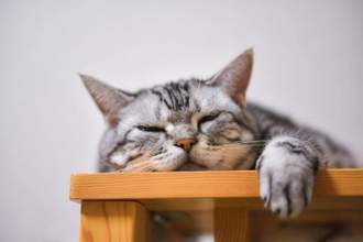 cat laying on the corner of a table sleeping