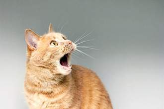 cat looking shocked at something offscreen