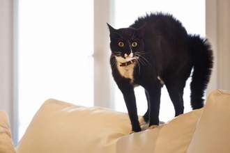 cat looking startled with hair standing on its back