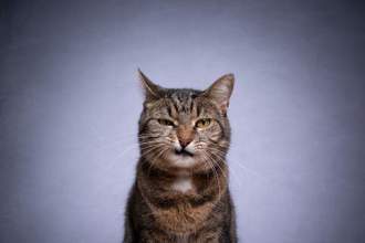 cat snarling into the camera