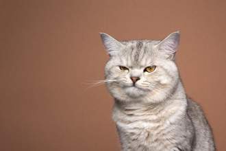 cat sneering at the camera on brown background