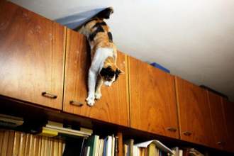 cat trying to climb down a high bookshelf