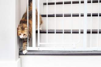 cat walking through pet gate