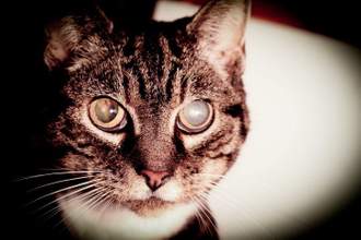 cat with cataract in eyes