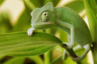 chameleon meshing in with nature