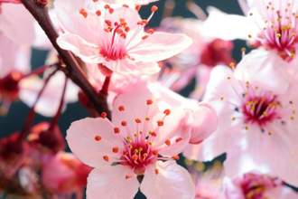 cherry tree flowers blooming