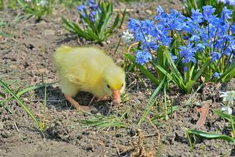 chick in grass