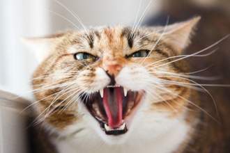 close up of a cat hissing at the camera