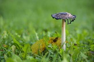 close up of a mushroom growing in the grass
