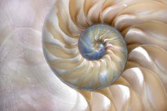close up of a nautilus shell