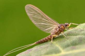 close up of an adult female mayfly