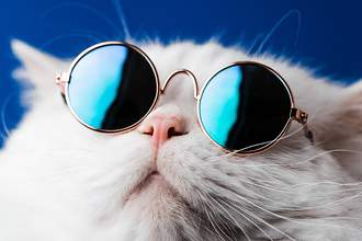 close up of cat in sunglasses
