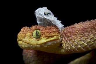 close up of snake shedding its skin