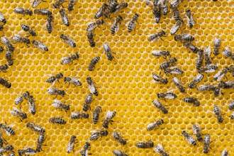 close up shot of a hive of bees