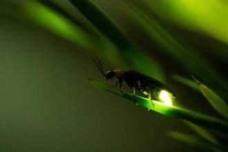 close up view of a firefly