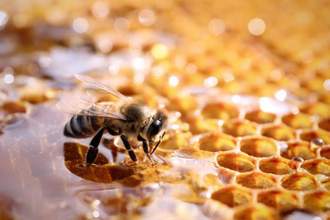 closeup view of fresh honeycomb with bee