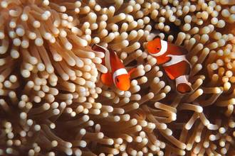clownfish in anemone