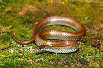 common slug eater snake slithering on the moss covered ground