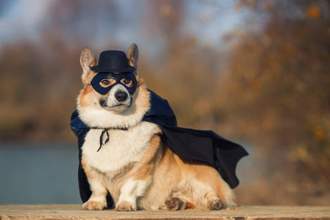 corgi dressed as a super hero ready to save the day
