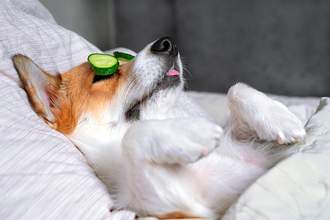 corgi lying on back with cucumbers over eyes