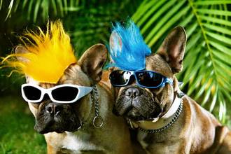 couple of punk rock french bull dogs