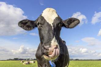 cow picking its nose with its tongue