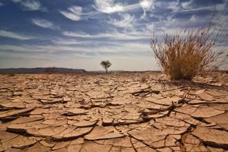 cracked desert floor
