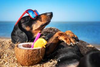 dachshund lounging in the sun while drinking from a coconut