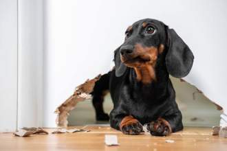 dachshund puppy chewed hole in door to get out now looking guilty