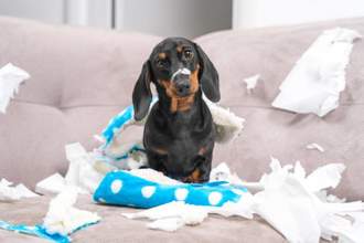 dachshund puppy looking guiltily at the camera after being caught tearing up a a toy