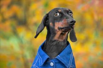 dachshund wearing a blue shirt giving the camera a side eyed glance