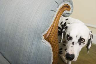 dalmation looking sheepish around the corner of a sofa