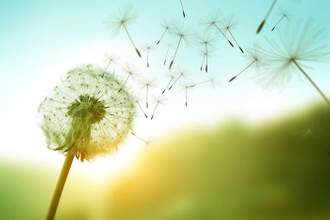 dandelion seeds blowing in the wind
