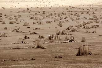 desert landscape with a littering of tree stumps