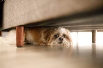 dog cowering under chair