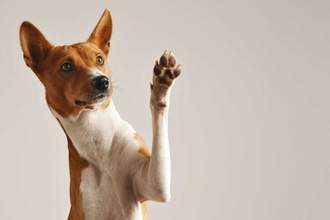 dog looking to the right while holding its paw out