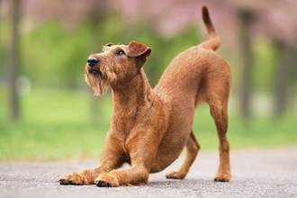 dog lowering front legs