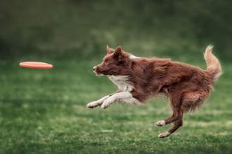 dog running to catch a frisbee that has been thrown