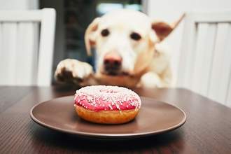 dog stealing donut