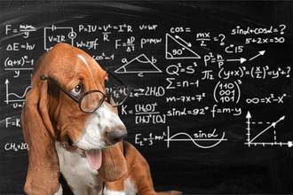 dog wearing glasses