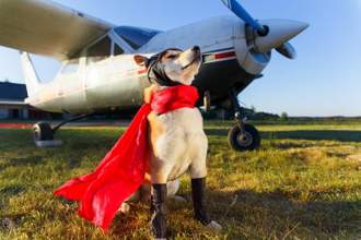 dog wearing pilot outfit