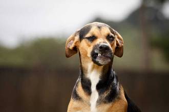 dog with disgusted face