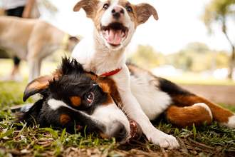 dogs playing