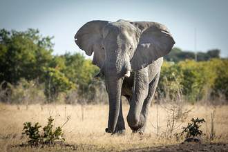 elephant running toward camera